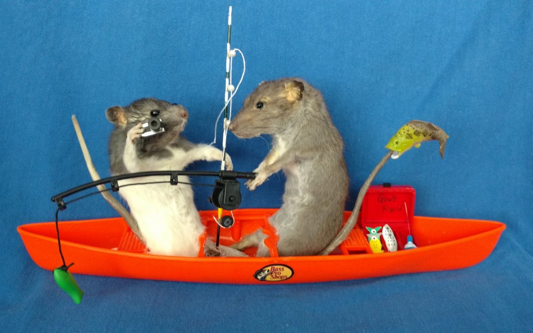 Fisher-rat couple