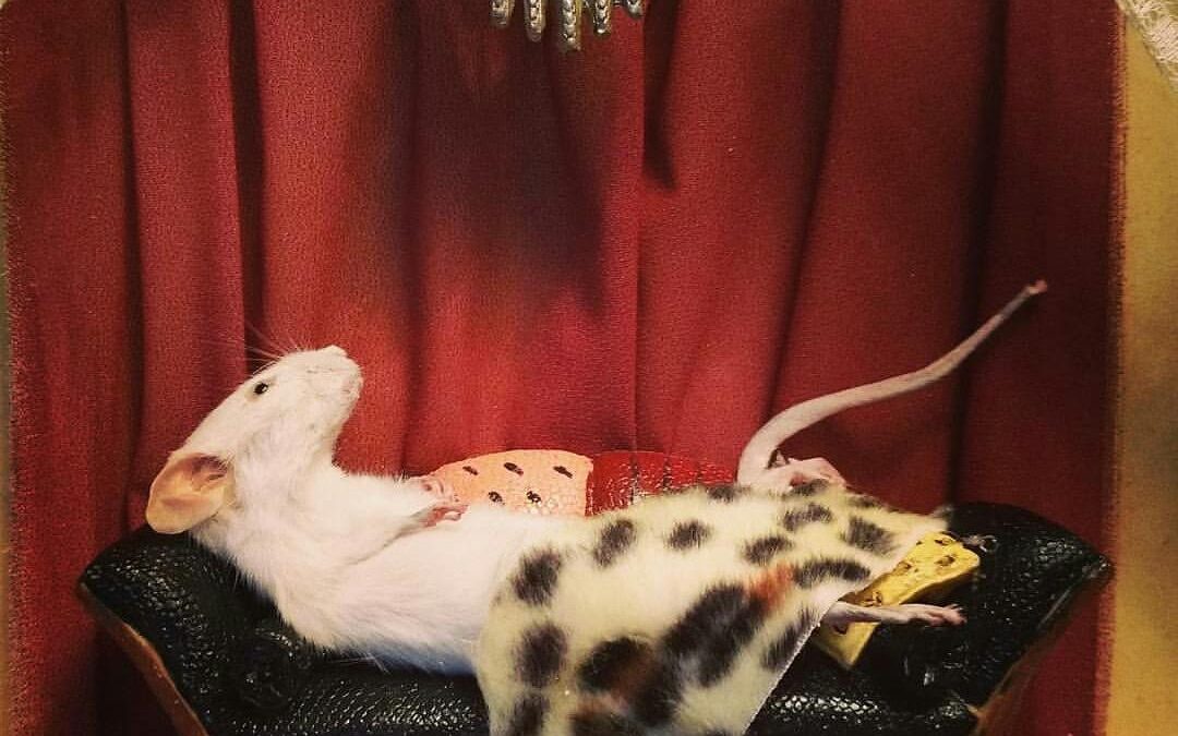 Lounging Mouse