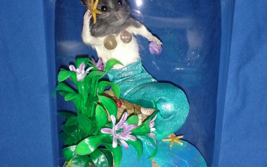 Mer-rat